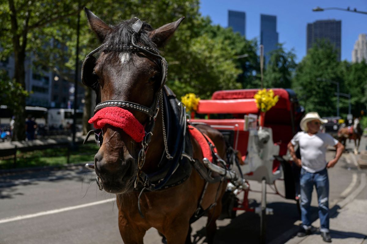 Manhattan prosecutor examines the circumstance of “Ryder”, the cart horse that collapsed in the center of the boulevard