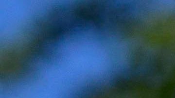 "Ryder", un caballo de carruaje turístico de NYC, colapsó por las altas temperaturas en la ciudad.