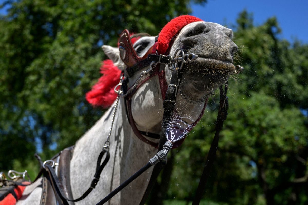 "Ryder", un caballo de carruaje turístico de NYC, colapsó por las altas temperaturas en la ciudad.
