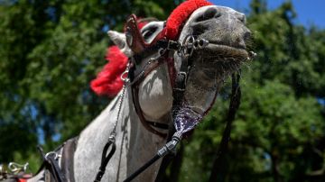 "Ryder", un caballo de carruaje turístico de NYC, colapsó por las altas temperaturas en la ciudad.