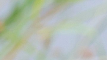 Un cocodrilo sorprendió a un joven que estaba sentado en un tronco y lo arrastró a un río.