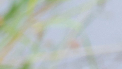 Un cocodrilo sorprendió a un joven que estaba sentado en un tronco y lo arrastró a un río.