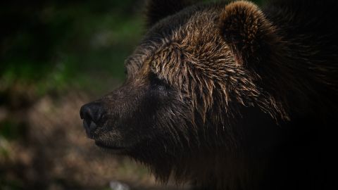 El oso hambriento entró a una casa de Connecticut.