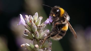 El veneno de abeja resultó ser muy capaz contra las formas de cáncer de mama más agresivas.