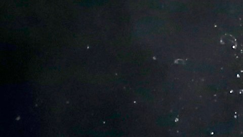 Un video captó cómo un grupo de orcas le succionan el hígado a un gran tiburón blanco.