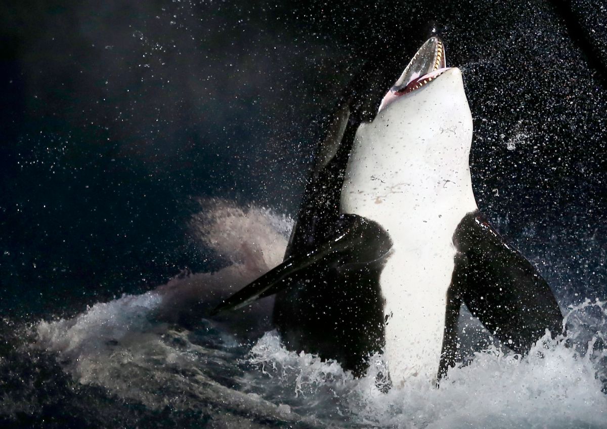 Un video captó cómo un grupo de orcas le succionan el hígado a un gran tiburón blanco.