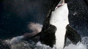 Un video captó cómo un grupo de orcas le succionan el hígado a un gran tiburón blanco.