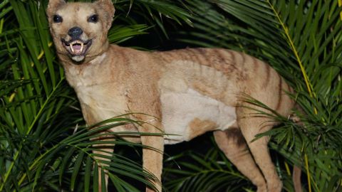 Ejemplar del extinto tigre de Tasmania, en Australia.