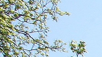 Six Flags Policy To Target Sex Offenders