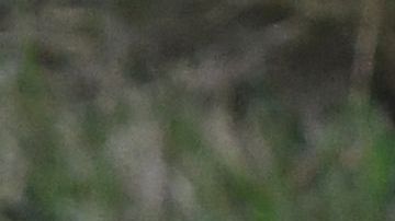 Un hombre trató de robar un cachorro de león blanco.