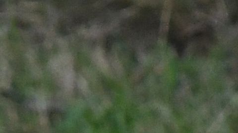 Un hombre trató de robar un cachorro de león blanco.