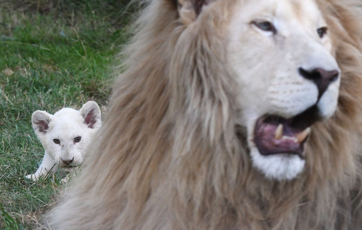 Un hombre trató de robar un cachorro de león blanco.