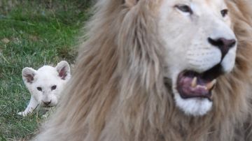 Un hombre trató de robar un cachorro de león blanco.