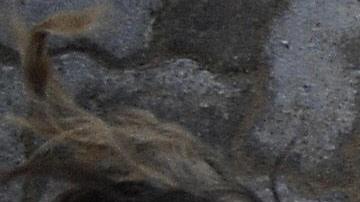 El toro ingresó a las instalaciones del banco Bank Leumi.