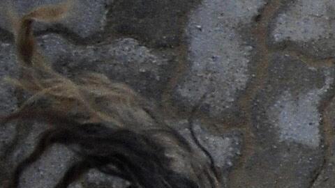 El toro ingresó a las instalaciones del banco Bank Leumi.