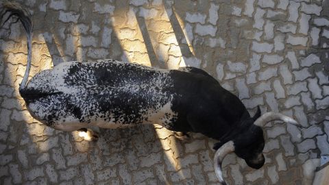 El toro ingresó a las instalaciones del banco Bank Leumi.