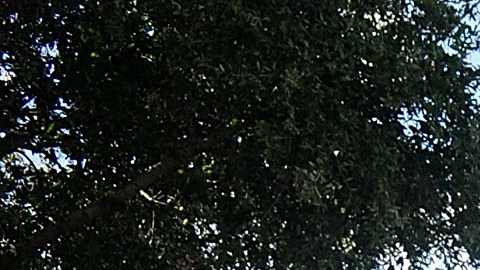 Tiroteo Orlando Florida