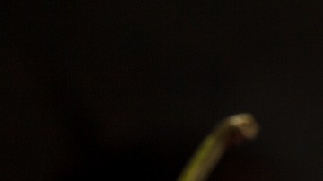 Ghost peppers o Bhut Jolokia