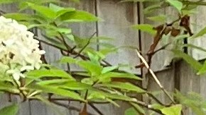 La activista chilena, Isabel Sepúlveda con 30 años que emigró a esta localidad de NY es testigo del vigor de estas comunidades para la economía local