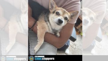 La Policía neoyorquina pide ayuda para localizar al perrito Mango.