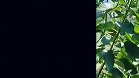 Mexicano presume sueldo de $150 dólares diarios recolectando cerezas en Canadá y se hace viral en TikTok