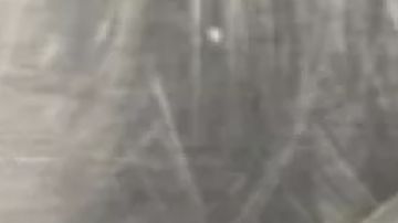 Este es el cordón umbilical humano que se encontró en el equipaje de un pasajero de Spirt Airlines.