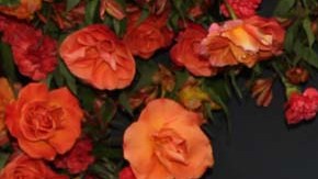 Pablo Montero, siempre controversial