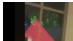 Perrita chihuahua XV años