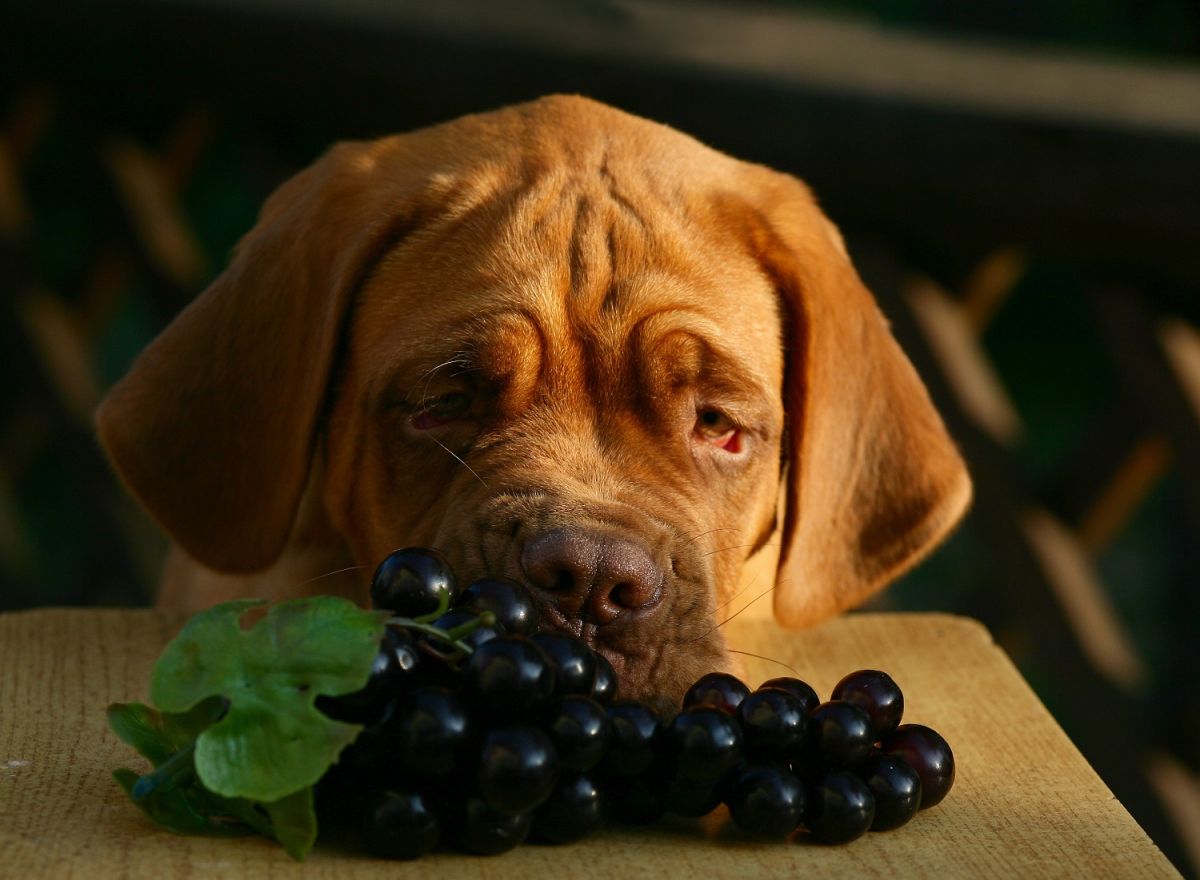Una pequeña cantidad de uvas o pasas puede causar vómitos, diarrea e incluso insuficiencia renal aguda en los perros.