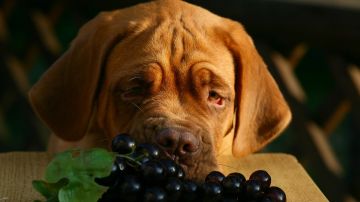 Perro a punto de comer uvas
