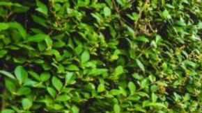 Sarah Jessica Parker está muy feliz por abrir las puertas de su casa para huéspedes.