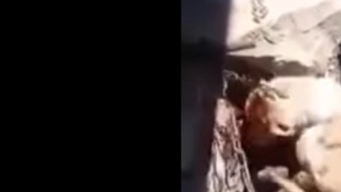 abuelita perro