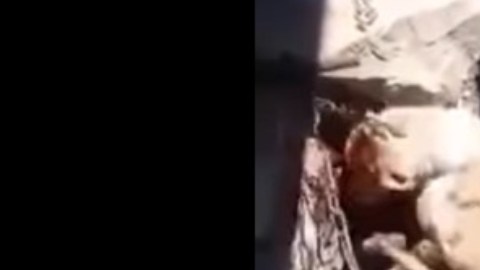 abuelita perro