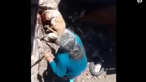 abuelita perro