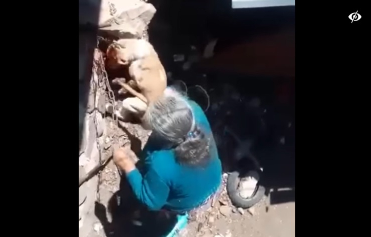 Una abuelita fue captada golpeando con un martillo a un perro.