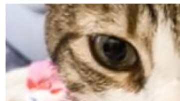 Aoife gatita paralitica