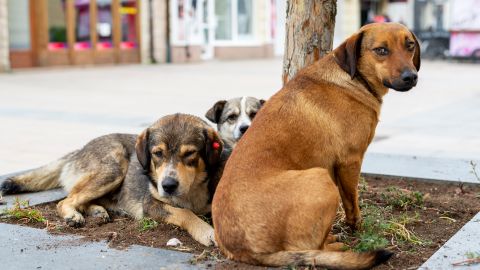 Hombre intentaba comerse un perro en Ciudad Juárez y es detenido; tenía frijoles y tortillas a la mano