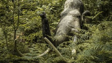 Los restos congelados del mamut "Yuka" han sido mostrados en museos japoneses.