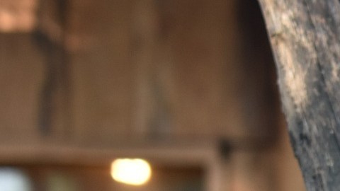 La policía de Brasil investiga el envenenamiento de al menos 10 monos.