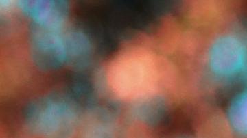 Los perros fueron detenidos por Animal Control.