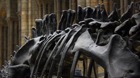 El dinosaurio del período Cretácico fue llamado Jakapil kaniukura.