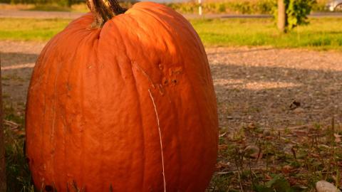Una de las actividades más importantes en este tipo de sitios es la recolección de calabazas.