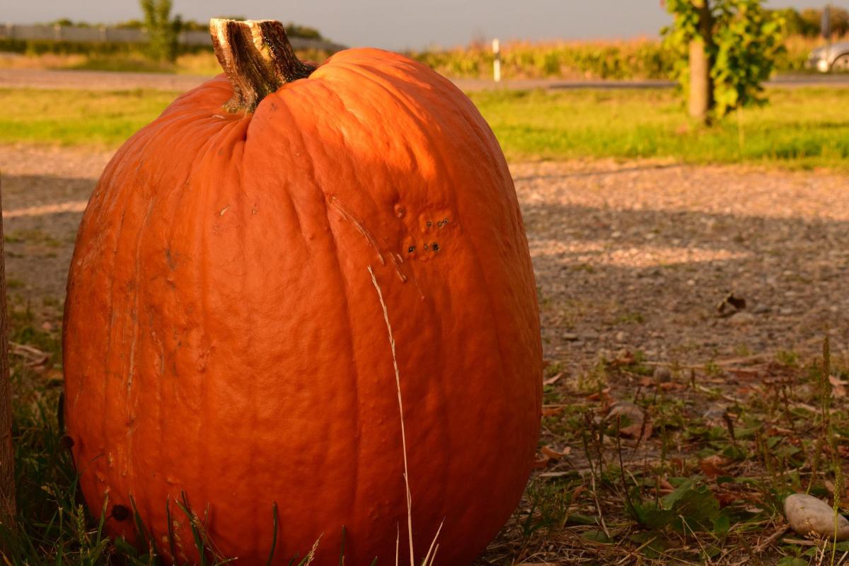 5 festivales de calabaza que no te puedes perder en EE.UU. este otoño