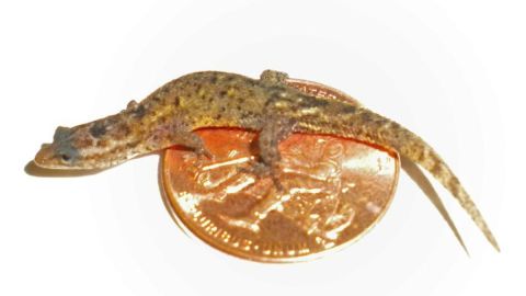 Nueva especie reptil Puerto Rico