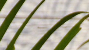 La actriz Aislinn Derbez reveló lo que lleva en su cada vez que sale.