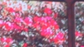 La dominicana Francisca Lachapel está disfrutando su luna de miel en familia.