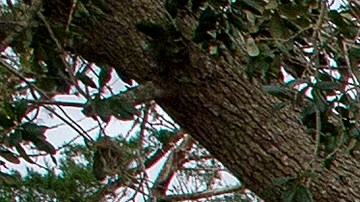 Huracán Ian Florida