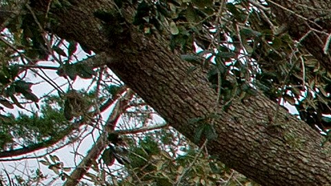 Huracán Ian Florida