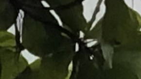 Vista de unos postes eléctricos caídos el 19 de septiembre del 2022 después del paso del huracán Fiona por el barrio Colo en Carolina, municipio aledaño a San Juan (P.Rico). Los trabajos para restablecer poco a poco el servicio eléctrico en Puerto Rico, que sufrió un apagón general por el huracán Fiona, empezaron este lunes a obtener los primeros resultados en municipios del norte de la isla.