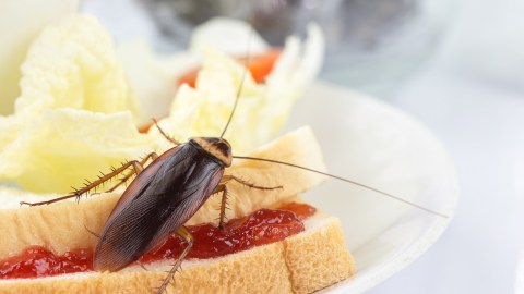 Cucarachas en la comida